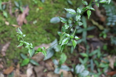 Jasminum singuliflorum