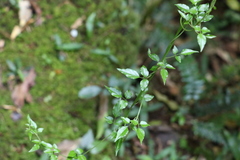 Jasminum singuliflorum