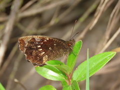 Pedaliodes boyacensis