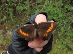 Pedaliodes boyacensis