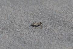 Cylindera suturalis