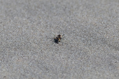 Cylindera suturalis