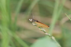 Ancyloxypha nitedula