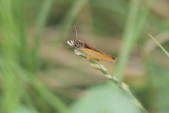 Ancyloxypha nitedula