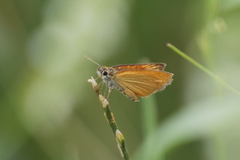 Ancyloxypha nitedula