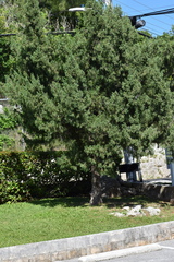 Juniperus bermudiana