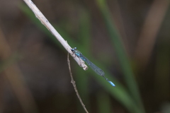 Acanthagrion lancea