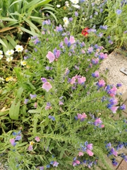 Echium plantagineum