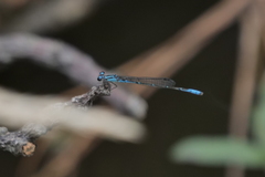 Acanthagrion lancea