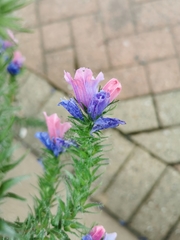 Echium plantagineum