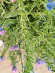 Echium plantagineum