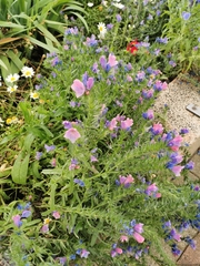Echium plantagineum