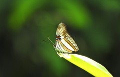 Adelpha serpa
