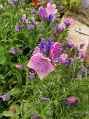 Echium plantagineum