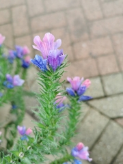 Echium plantagineum
