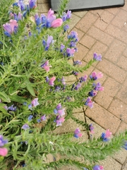 Echium plantagineum