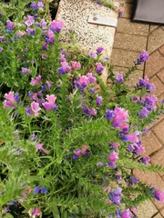 Echium plantagineum