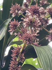 Dracaena fragrans