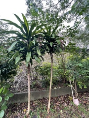 Dracaena fragrans