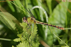 Ophiogomphus westfalli
