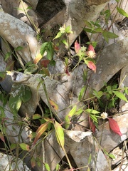 Gomphrena serrata image