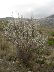 Leucophyllum ambiguum