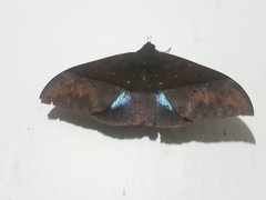 Ischyja manlia