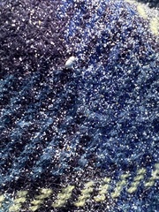 Phycosecis litoralis