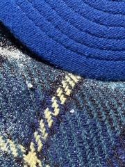 Phycosecis litoralis