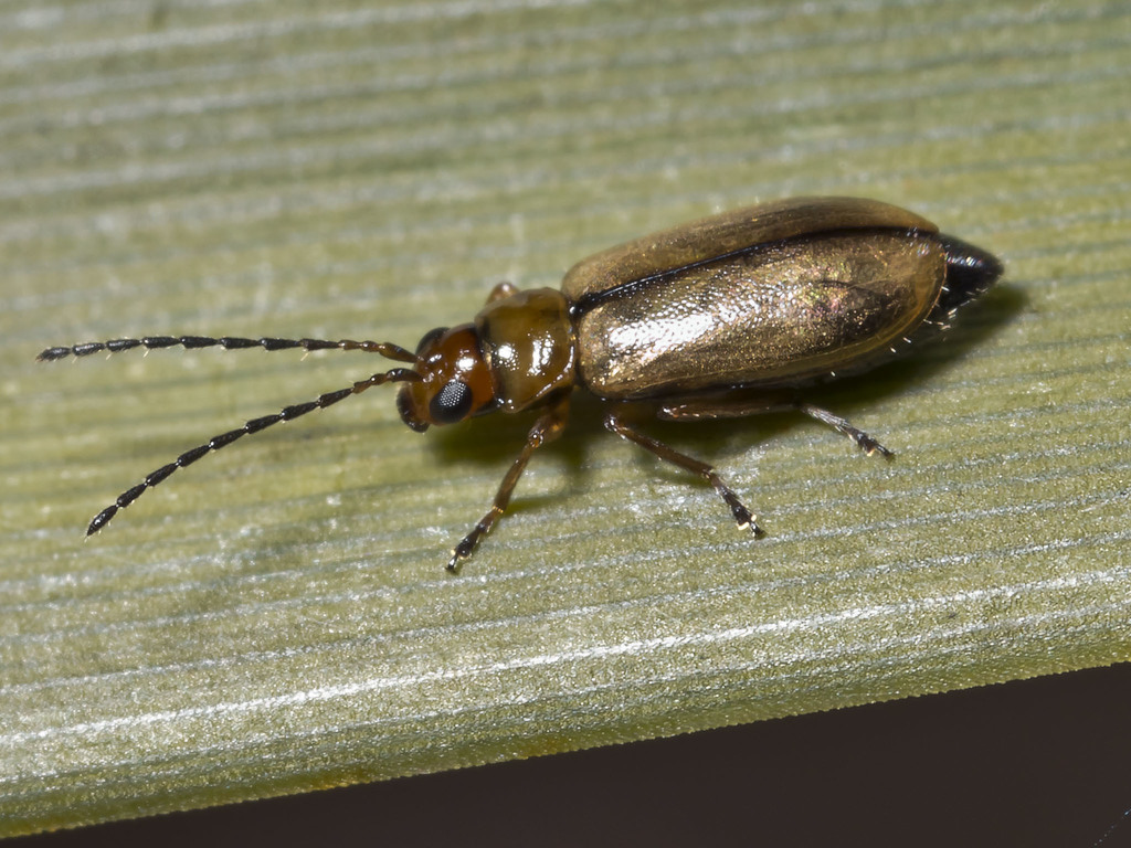 Monolepta subsuturalis