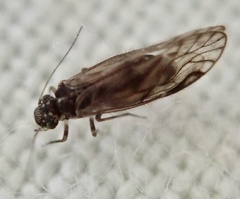 Philotarsus parviceps