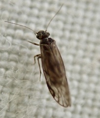 Philotarsus parviceps