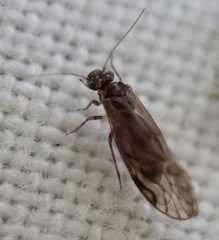 Philotarsus parviceps