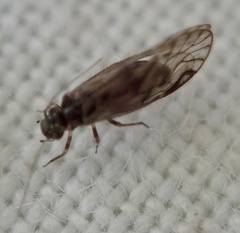 Philotarsus parviceps