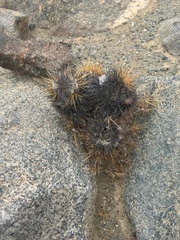 Copiapoa atacamensis