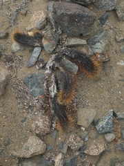 Copiapoa atacamensis