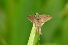 Spicauda simplicius