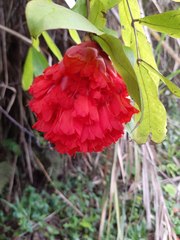 Brownea ariza