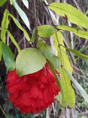 Brownea ariza