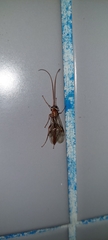 Ophion obscuratus