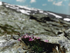Dianthus pungens brachyanthus