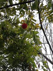Brownea ariza