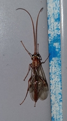 Ophion obscuratus