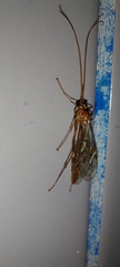 Ophion obscuratus