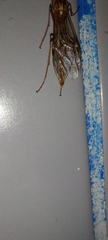 Ophion obscuratus