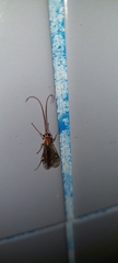 Ophion obscuratus