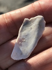 Modiolus americanus