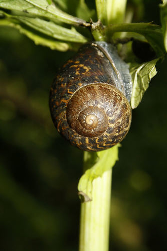 Cornu aspersum