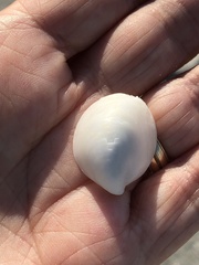 Crepidula maculosa