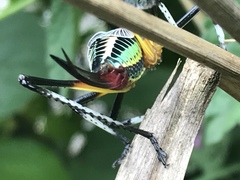 Pterophylla beltrani